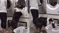Anjing membantu pemiliknya mengeluarkan pakaian dari mesin cuci (Screenshot of Instagra,/@my_aussie_gal)