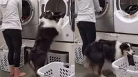 Anjing Pintar Ini Bisa Bantu Pemiliknya Mencuci Pakaian