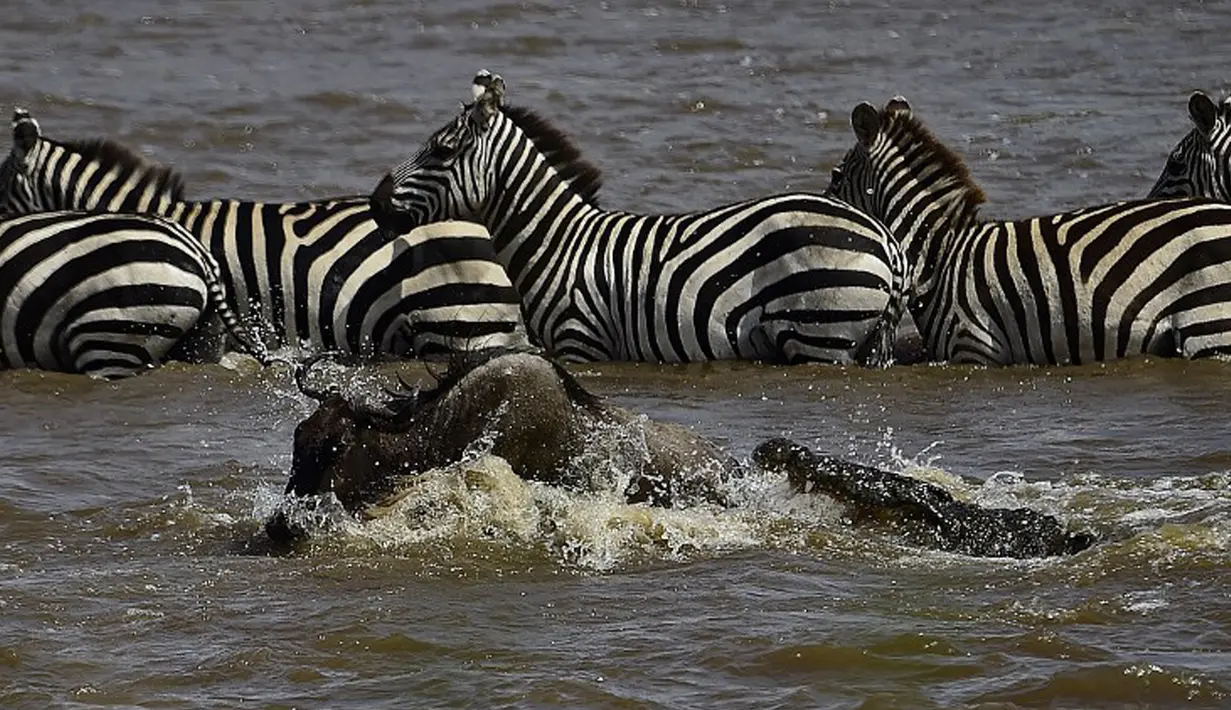Seekor buaya menyerang seekor Wildebeest  saat menyebrang sungai di Masai Mara, Kenya (1/9/2015). Ratusan Wildebeest  melakukan migrasi dari Serengeti ke Masai Mara untuk menemukan padang rumput selama musim kering di Kenya. (AFP Photo/Carl De Souza)