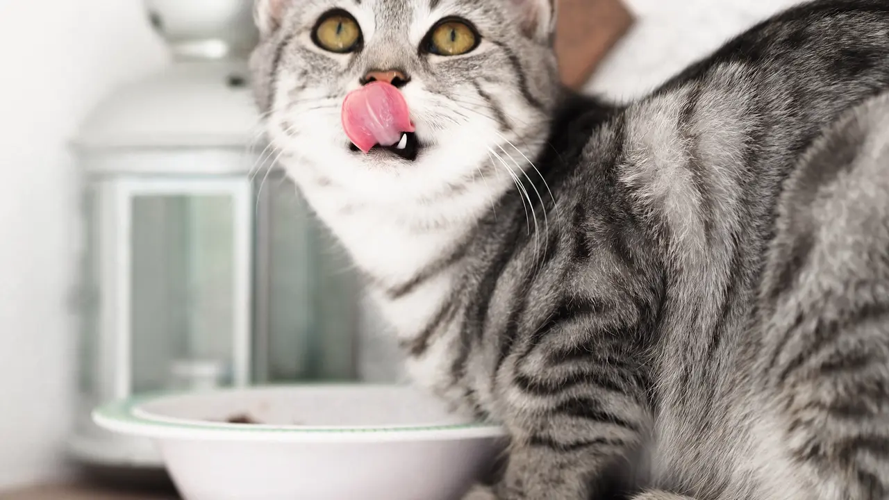 Ilustrasi kucing, makanan kucing