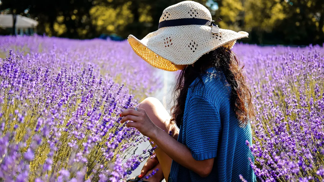 aroma lavender