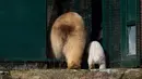 Seekor bayi beruang kutub bersama induknya mengitari kandang mereka di Highland Wildlife Park, Skotlandia, Inggris, Selasa (20/3). Kandang mereka telah dibuka untuk umum dengan harapan menambah jumlah pengunjung. (Andrew Milligan/PA via AP)