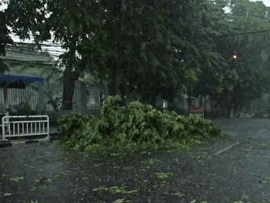 Sejumlah pohon tumbang menghalangi ruas Jalan Proklamasi, Menteng, Jakarta Pusat, Minggu (31/12). Hujan deras disertai angin kencang melanda Jakarta jelang malam pergantian tahun hingga membuat beberapa pohon bertumbangan. (Liputan6.com/Herman Zakharia)