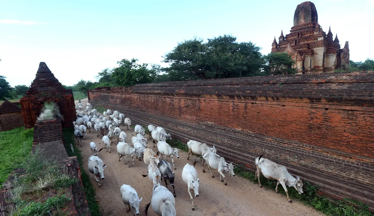 Penggembala wanita dalam perjalanan pulang dengan kawanan sapi di Bagan, distrik Nyaung U, Myanmar, 24 Juni 2018. Bagan merupakan pusat konsentrasi kuil, pagoda dan stupa Budha terbesar di dunia pada sekitar abad ke-11 dan 12. (AP Photo/Aung Shine Oo)