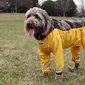 Celana berkaki empat khusus anjing dibuat.