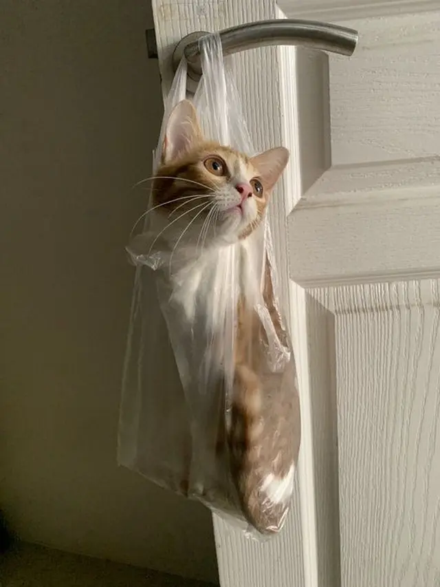 10 Potret Lucu Kucing di Dalam Tas Kresek, Ekspresinya Bikin Kasihan