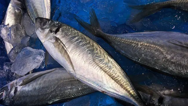 Ilustrasi Ikan Tongkol