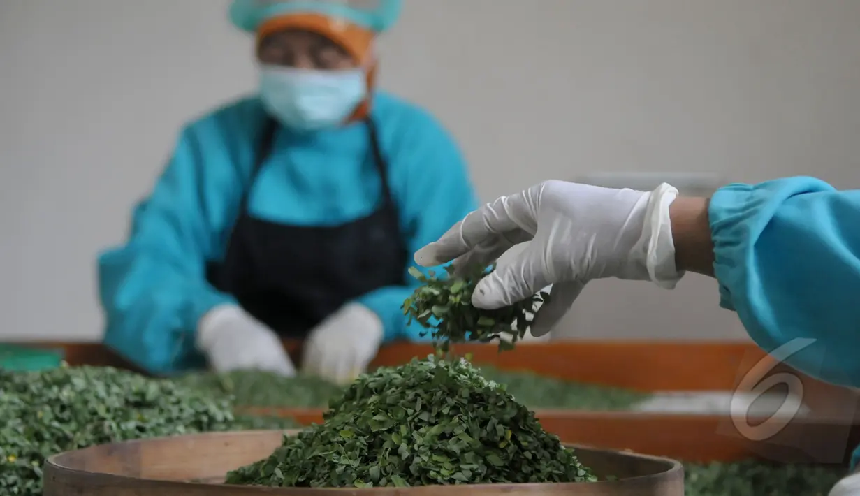 Tumbuhan yang akan dijadikan bahan untuk jamu dipotong menjadi kecil, Jateng, Selasa (31/3/2015). Jamu dipercaya oleh masyarakat Indonesia secara turun temurun bisa mengobati berbagai macam penyakit.(Liputan6.com/Johan Tallo)