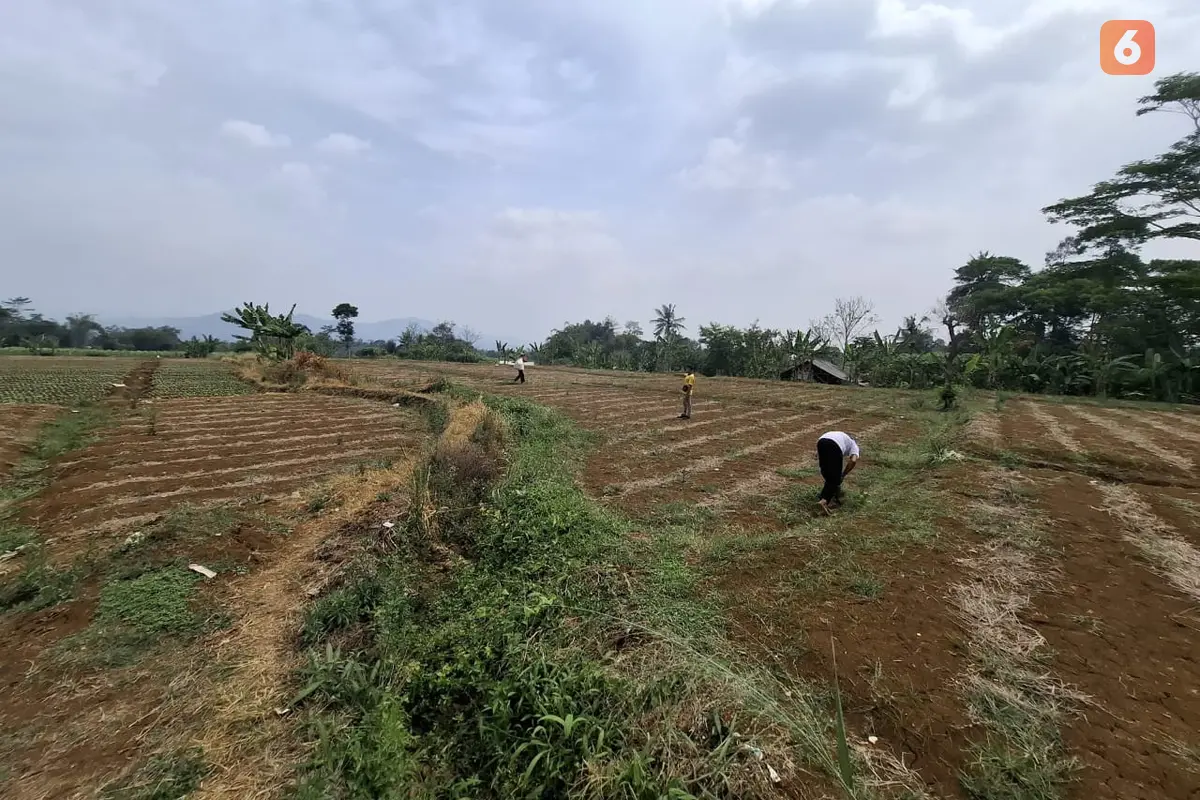 Lahan pertanian kekeringan, petani terancam gagal panen di Kecamatan Kebonpedes Kabupaten Sukabumi (Liputan6.com/Fira Syahrin).