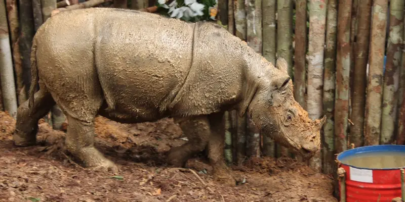 20160323-Badak Sumatera Langka Ditemukan di Kutai Barat-Kalimantan