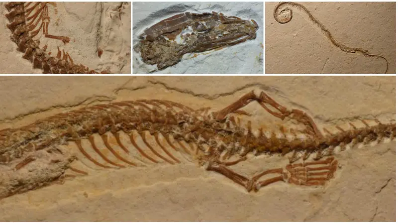 Misteri Evolusi Ular Berkaki 4