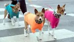 Anjing Shiba Inu Jepang tiba untuk hari kedua Crufts 2018 di NEC di Birmingham, Inggris, (9/3). Pertunjukan anjing utama Crufts menarik ribuan pendatang untuk berbagai kompetisi dan acara kepatuhan. (Aaron Chown / PA via AP)