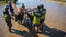 Para peserta bersiap untuk memulai acara Karapan Sapi Brujul di Probolinggo, Jawa Timur pada Minggu 24 Mei 2026. (Juni KRISWANTO/AFP)