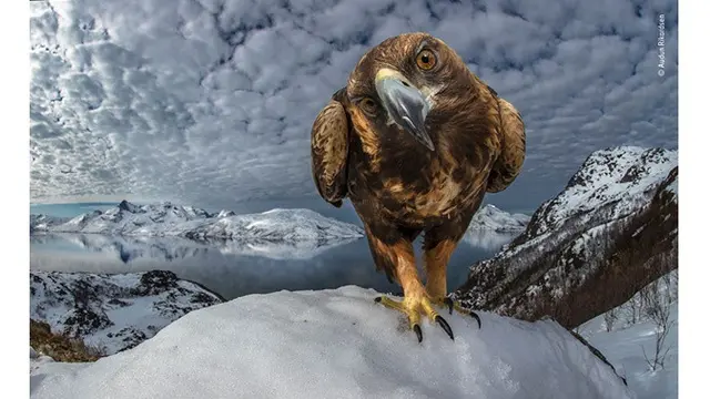 7 Potret Hewan Liar Ini Masuk Fotografi Terbaik 2019, Keren Banget
