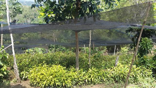 Perusahaan batubara PT Tunas Inti Abadi (TIA) memperbaiki lahan kritis di daerah aliran sungai tahura Sultan Adam, kawasan waduk Riam Kanan, desa Tiwingan Lama, Banjar Kalimantan Selatan. (Wicak/Liputan6.com)