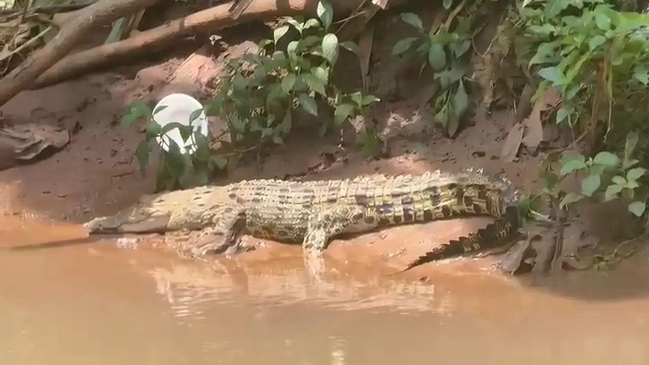 Penampakan buaya sedang berjemur di Kali Caringin dekat SMAN 5 Depok.