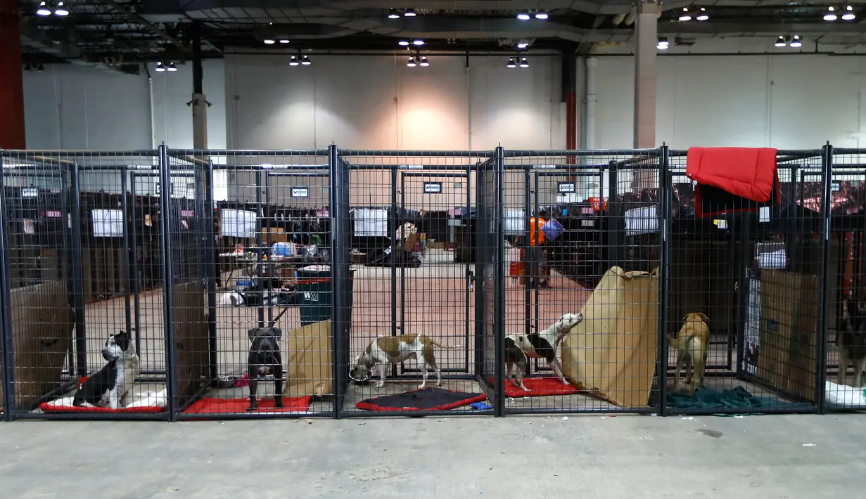 Sejumlah anjing berada di dalam kandang di Paviliun Pet Reunion di NRG Arena di Houston (13/9). Hewan-hewan tersebut akan tinggal selama 30 hari sebelum naik adopsi. (Karen Warren/Houston Chronicle via AP)