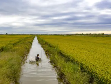 Foto dari udara menunjukkan seorang penduduk desa memanen kepiting di area persawahan di Desa Lingtou, Zona Pengembangan Ekonomi Lutai di Kota Tangshan, Provinsi Hebei, China utara (22/9/2020). Dalam beberapa tahun terakhir, pemerintah daerah Lutai berupaya memproduksi beras organik. (Xinhua/Mu Yu)