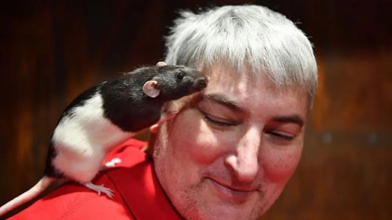 Tikus bernama Charlotte sedang bersandar di wajah pengunjung The Rat Cafe di San Francisco (AFP)