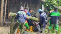 Petugas pemotong pohon Dinas Lingkungan Hidup Kota Malang mengevakuasi pohon trembesi yang tumbang dan menimpa potor yang parkir di bawahnya pada Rabu, 17 Februari 2021 (Liputan6.com/Zainul Arifin)