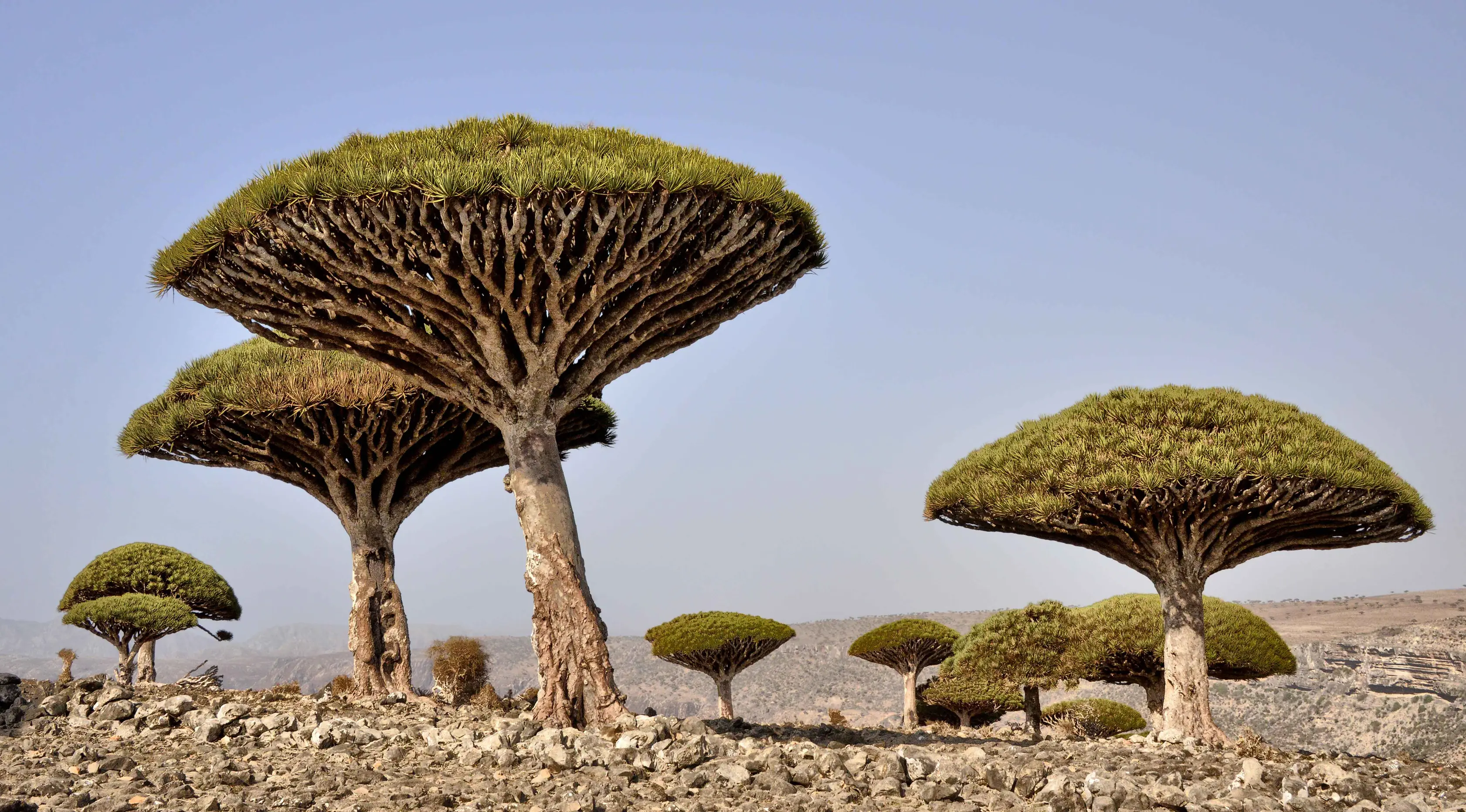 Di Socotra, Yaman, ada pohon Darah Naga yang getahnya berwarna merah. Uniknya, pohon yang berbentuk seperti jamur atau payung ini tumbuh di daerah yang kering dan hidupnya dapat mencapai lebih dari 300 tahun. (en.wikipedia.org)