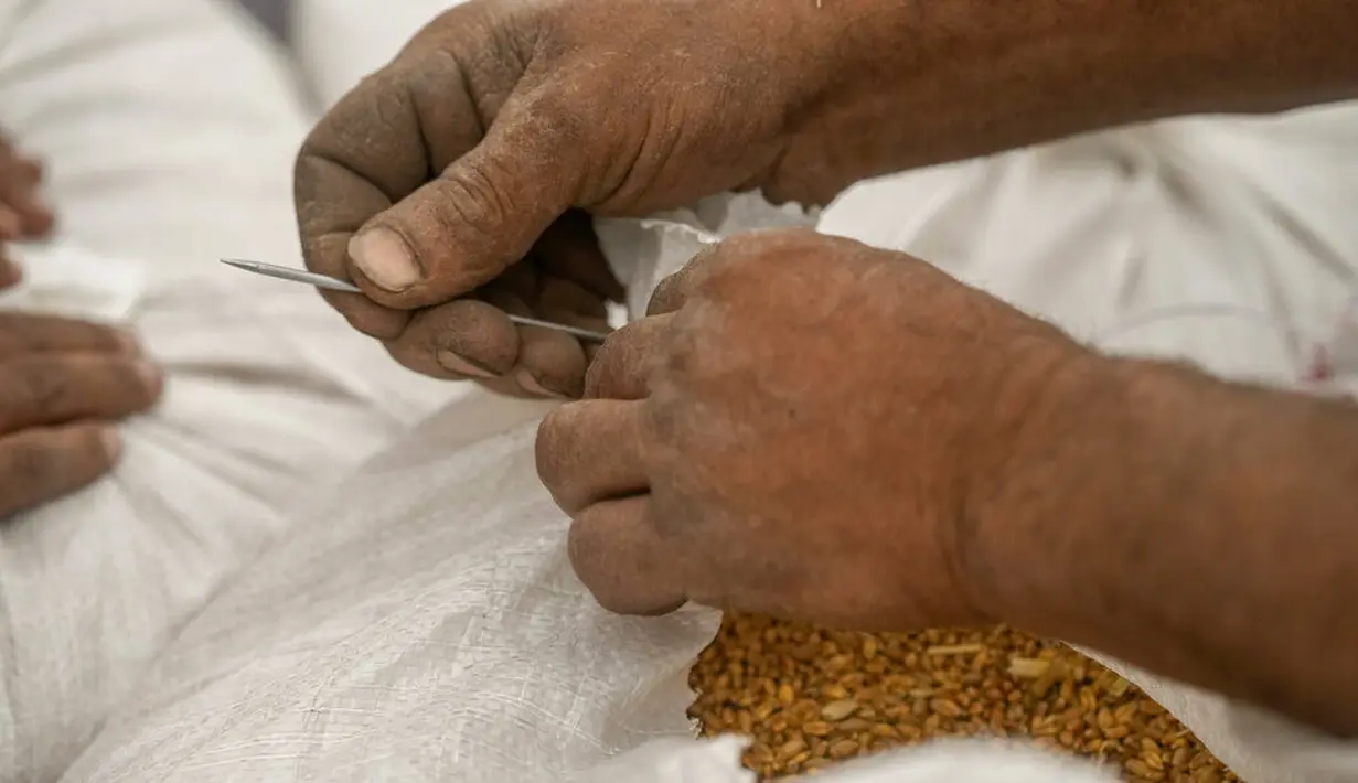 <p>Seorang petani menjahit karung gandum di sebuah pertanian di provinsi Delta Nil al-Sharqia, Mesir, Rabu (11/5/2022). Ukraina dan Rusia menyumbang sepertiga dari ekspor gandum dan jelai global, yang diandalkan oleh negara-negara di Timur Tengah dan Afrika untuk memberi makan jutaan orang yang hidup dari roti bersubsidi. (AP Photo/Amr Nabil)</p>