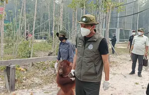 Langkah Kemenhut Agar Orangutan Terhindar Asap Kebakaran Hutan