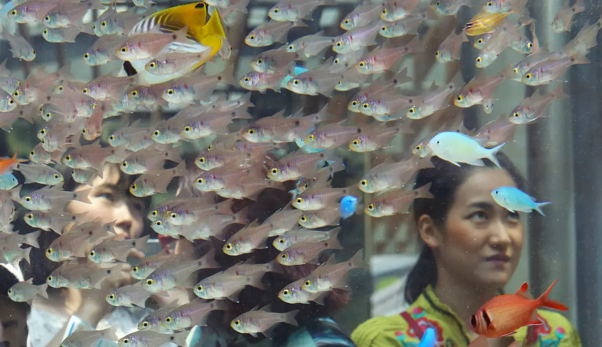Pengunjung melihat air asin tropis yang berada dalam akuarium saat pameran Sony Aquarium 2017 di Tokyo (31/7). Ikan ini diangkut dari perarian pulau selatan Jepang di Okinawa. (AFP Photo/Akuhiro Nogi)