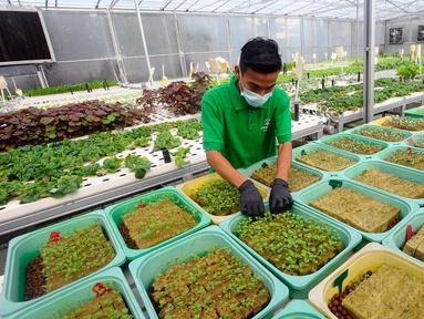 Petani merawat sayuran hidroponik pada areal bekas lapangan tenis di Greenville Farm, Tanjung Duren, Jakarta Barat, Senin (21/11/2022). Kebun hidroponik terbesar di Jakarta ini mampu menghasilkan sayuran rata-rata Rp 10 Kg/hari. (merdeka.com/Arie Basuki)