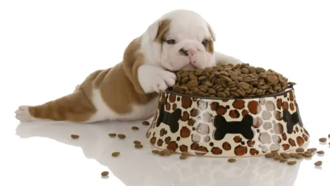 Lucunya Anak Anjing Ketika Belajar Apapun untuk Pertama Kali