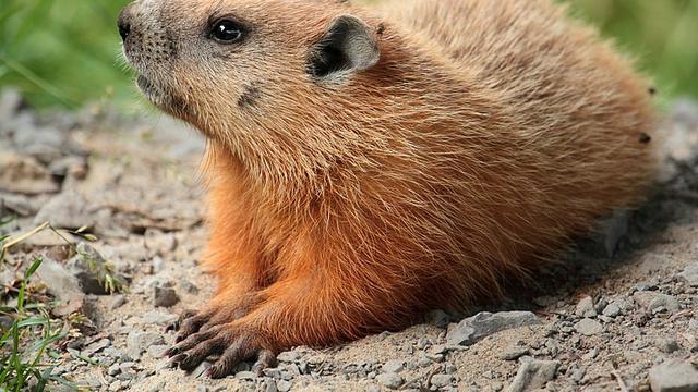 Ilustrasi marmut (Wikimedia Commons)