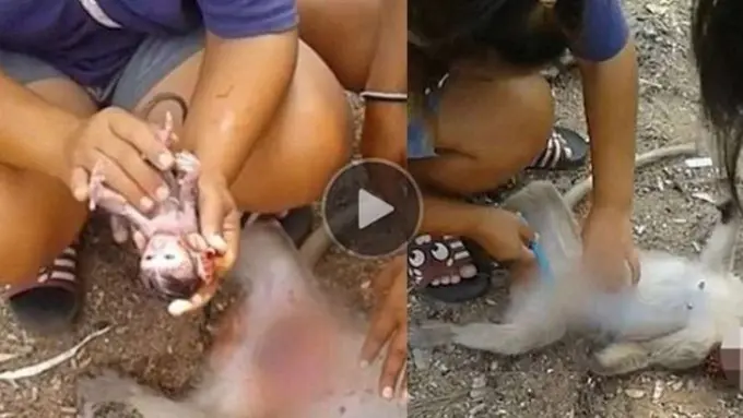 [Bintang] Video Ini Merekam Momen Luar Biasa Saat Seorang Wanita Menyelamatkan Bayi Monyet dari Perut Ibunya yang Mati