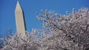 Monumen Washington terlihat melalui bunga sakura yang bermekaran di sekitar Tidal Basin, Washington, DC, Senin (1/4). Bunga sakura ini merupakan pemberikan Wali Kota Tokyo pada tahun 1912 yang merupakan hadiah sebagai bentuk persahabatan kedua negara. (Photo by MANDEL NGAN / AFP)