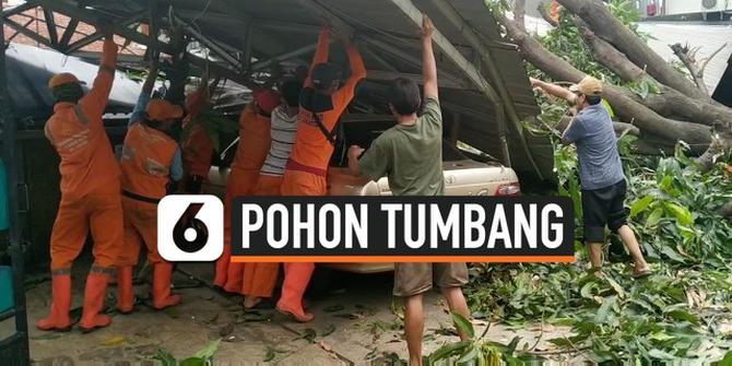 VIDEO: Pohon Mangga Tumbang Timpa Kanopi dan 2 Mobil di Cawang