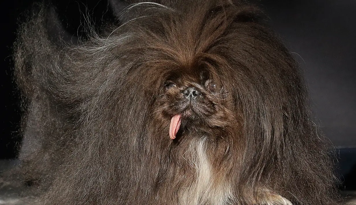 Anjing bernama Wild Thang berdiri di atas panggung saat mengikuti Kontes Anjing Terjelek Sedunia di Sonoma-Marin Fair di Petaluma, California (23/6). Kontes Anjing Terjelek Sedunia ini digelar setiap tahunnya. (AP/Jeff Chiu)