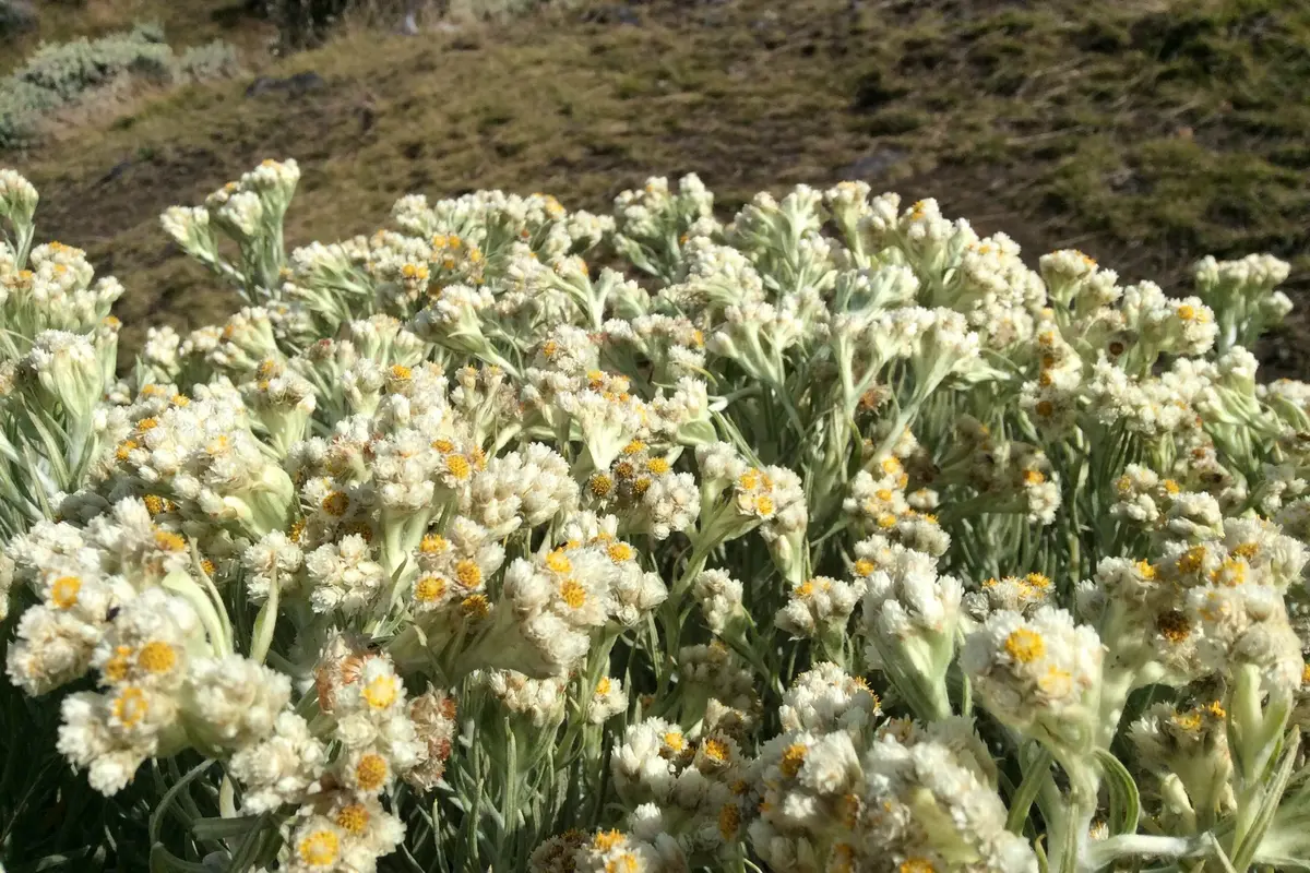 Alun-alun Surya Kencana