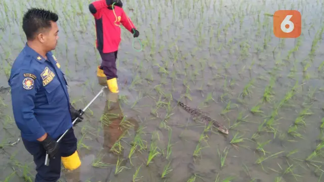 Petugas Damkar saat mengevakuasi anakan buaya air tawar di sawah dekat rumah warga di Desa Jono, Kecamatan Temayang, Kabupaten Bojonegoro. (Liputan6.con/Ahmad Adirin)
