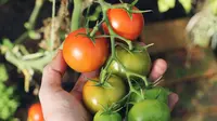 Ilustrasi menanam tomat (sumber: Unsplash)
