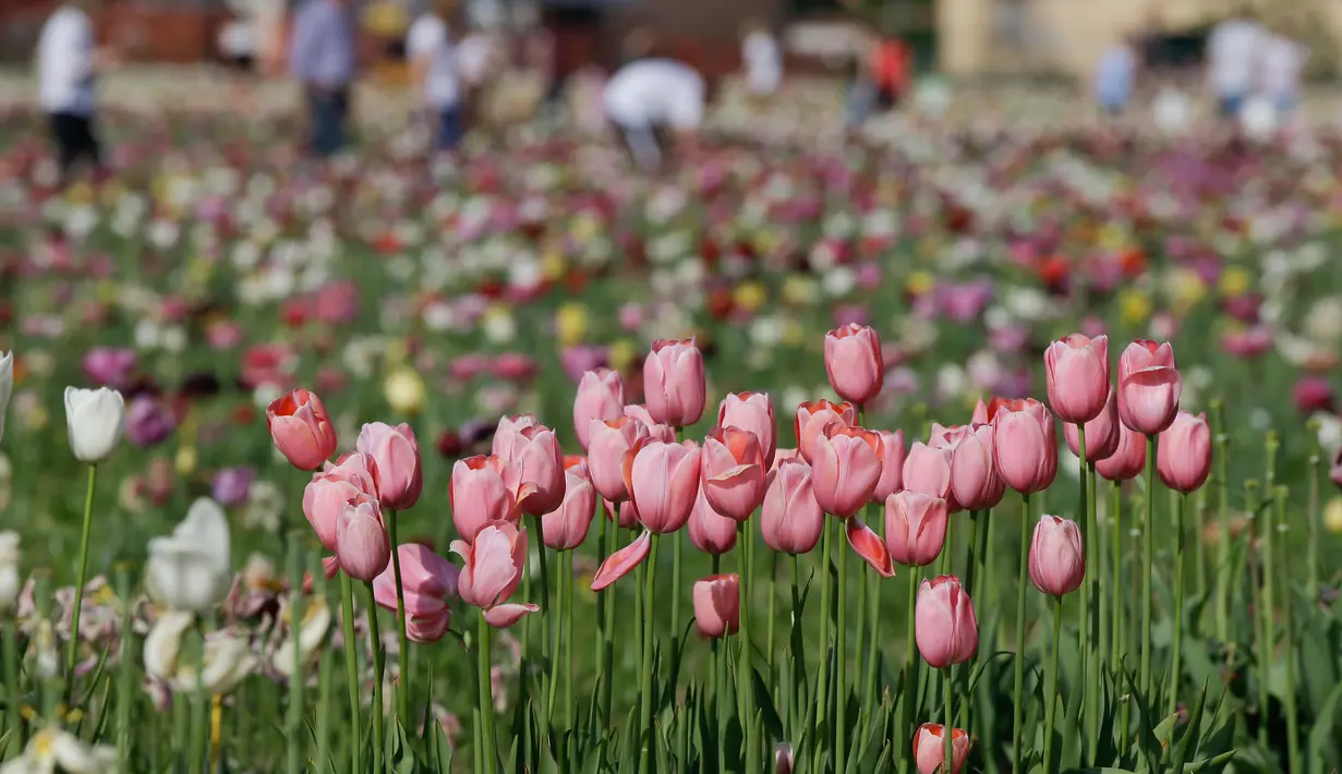 Bunga-bunga tulip yang merekah di taman bunga tulip pertama di Cornaredo, dekat Milan, Senin (23/4). Tak tanggung-tanggung, kebun tulip ini hampir-hampir sama luas dengan yang ada di Belanda. (AP/Luca Bruno)