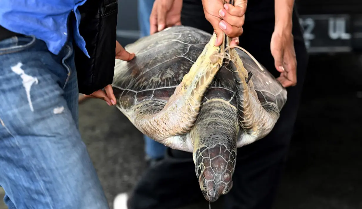 "(Penangkapan ini) berdasarkan laporan masyarakat terkait maraknya peredaran atau perdagangan satwa yang dilindungi yaitu Chelonia mydas (penyu hijau) untuk dikonsumsi di wilayah Bali," kata Agus. (SONNY TUMBELAKA/AFP)