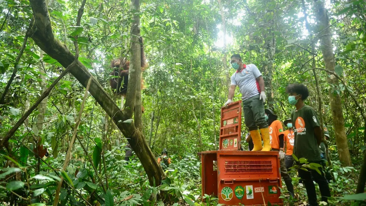 Popi orang utan kalimantan dilepasliarkan
