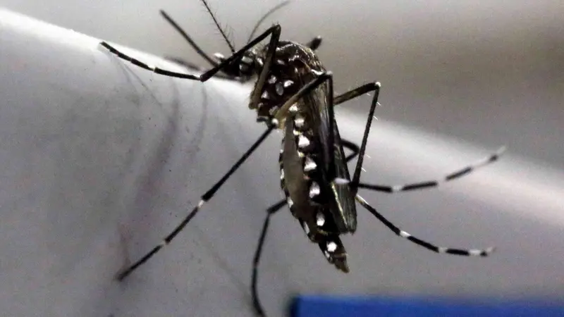 20160203-Nyamuk-Zika-Reuters