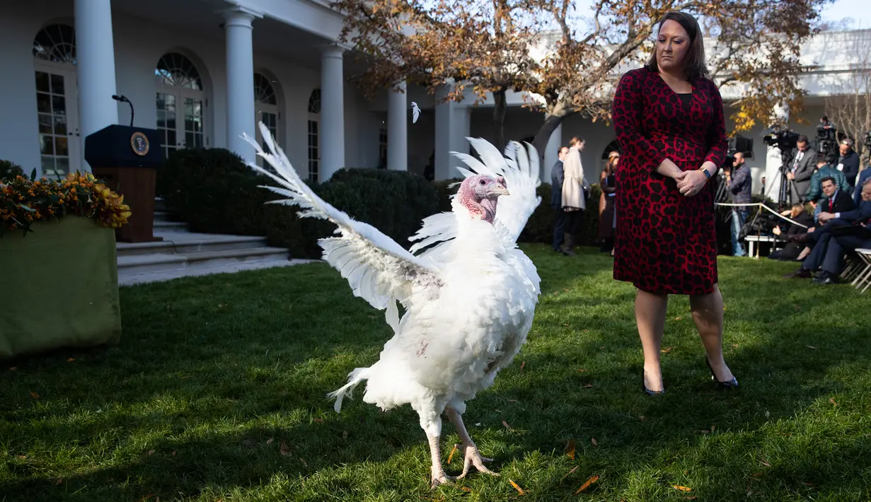 Seekor kalkun berlarian sebelum pengampunan dari Presiden Donald Trump dalam upacara Thanksgiving nasional di Rose Garden Gedung Putih, Selasa (26/11/2019). Ini merupakan tradisi tahunan yang diadakan di Gedung Putih sehari sebelum perayaan Hari Thanksgiving. (AP/Evan Vucci)