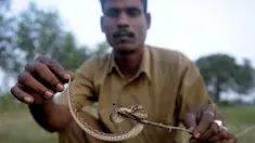 Seorang pemburu ular, Kali menunjukkan seekor kobra tangkapannya di pusat ekstraksi bisa ular Irula, Chennai, India, (11/11). Berbekal sabit kecil, linggis, dan tas kanvas, Kali dan rekannya Vedan setiap hari memburu kobra. (AFP Photo/Arun Sankar)