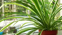 Cara Merawat Spider Plant Si Tanaman Hias, dari Penyiraman hingga Cahaya yang Tepat