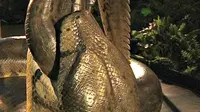 Ukuran Titanoboa jauh lebih besar dari anaconda yang selama ini dianggap sebagai ular terbesar di dunia.