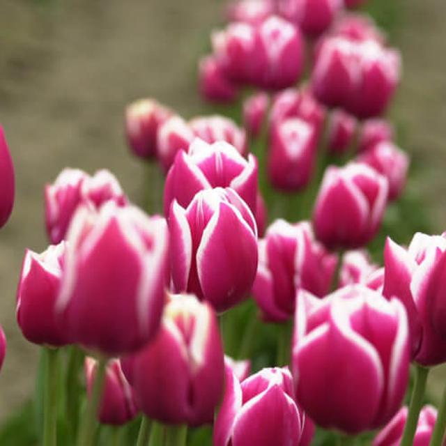 Daftar Harga Jenis Bunga Tulip Bulan April 2021 Terbaru