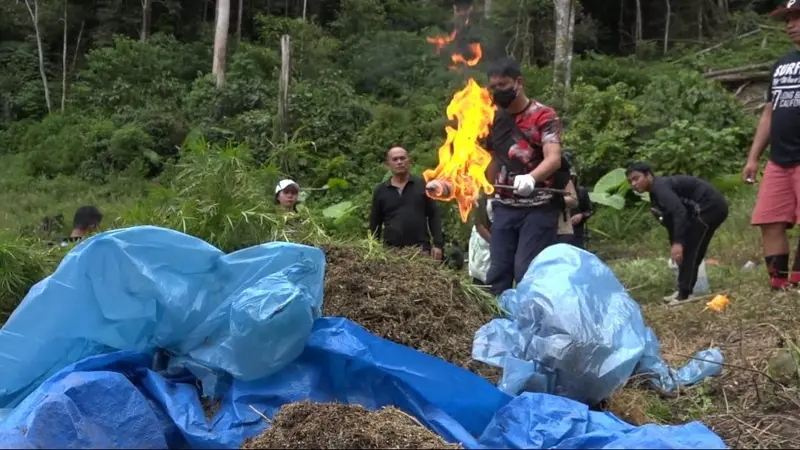 Polisi Bakar Ladang Ganja