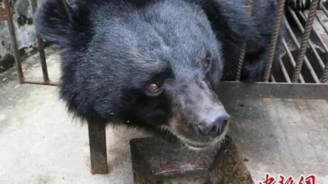 Kisah Kocak Wanita Adopsi Anak Anjing, Ternyata Beruang Langka yang Berbahaya