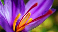 Ilustrasi bunga Saffron | unsplash.com/@mehditorabi